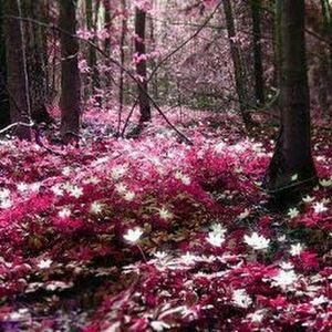 Meet your Posher, Shanda